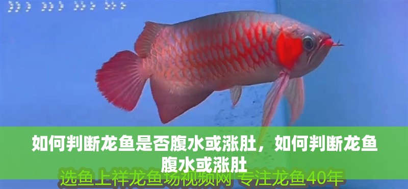 如何判斷龍魚是否腹水或漲肚，如何判斷龍魚腹水或漲肚