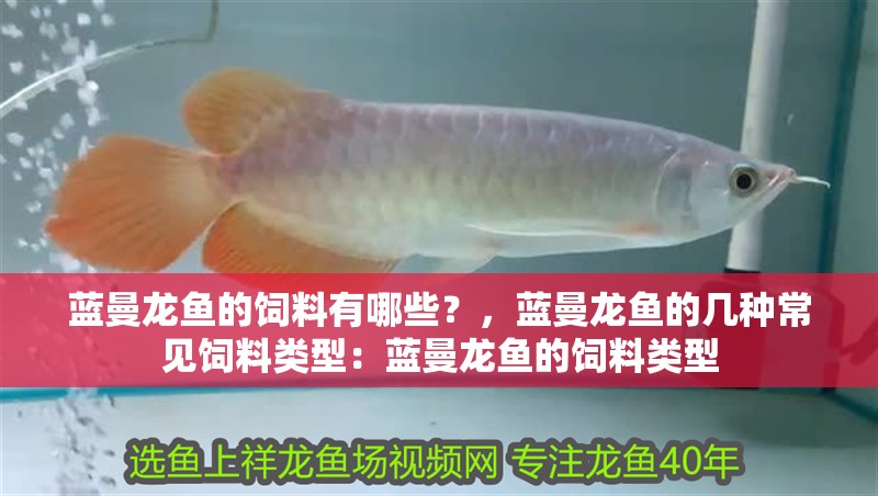 藍(lán)曼龍魚的飼料有哪些？，藍(lán)曼龍魚的幾種常見飼料類型：藍(lán)曼龍魚的飼料類型