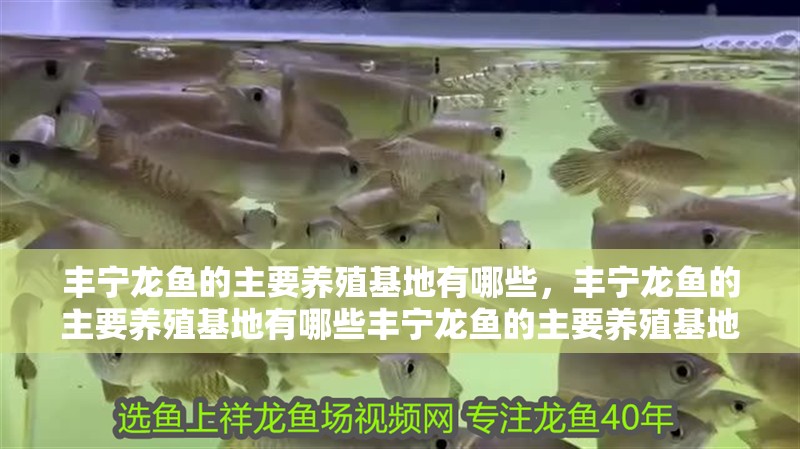 豐寧龍魚的主要養殖基地有哪些，豐寧龍魚的主要養殖基地有哪些豐寧龍魚的主要養殖基地