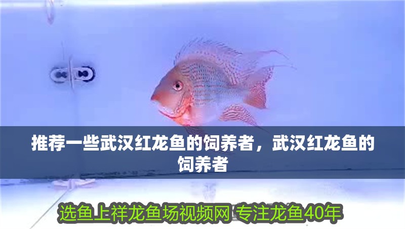 推薦一些武漢紅龍魚的飼養者，武漢紅龍魚的飼養者