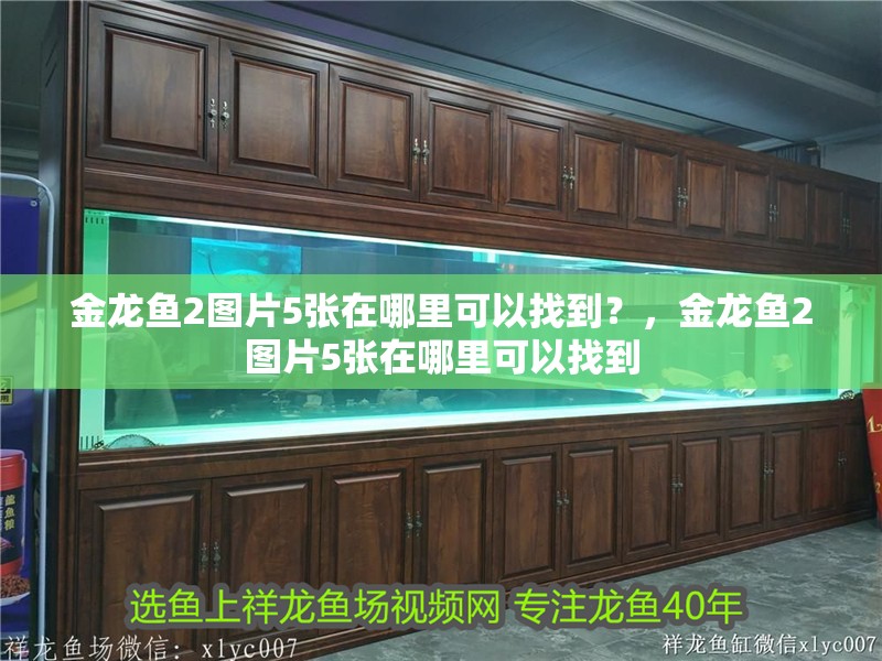 金龍魚2圖片5張在哪里可以找到？，金龍魚2圖片5張在哪里可以找到