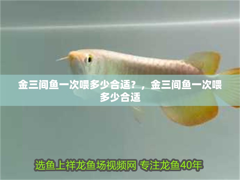 金三間魚(yú)一次喂多少合適？，金三間魚(yú)一次喂多少合適