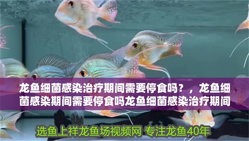 龍魚細菌感染治療期間需要停食嗎？，龍魚細菌感染期間需要停食嗎龍魚細菌感染治療期間需要停食嗎