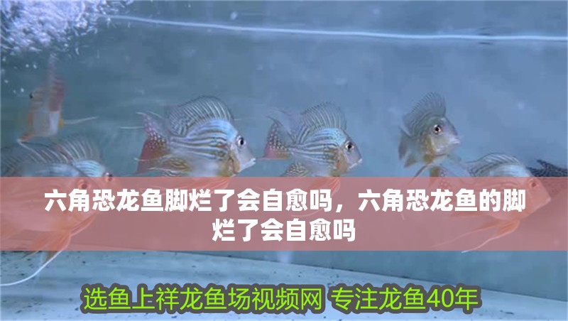 六角恐龍魚腳爛了會自愈嗎，六角恐龍魚的腳爛了會自愈嗎