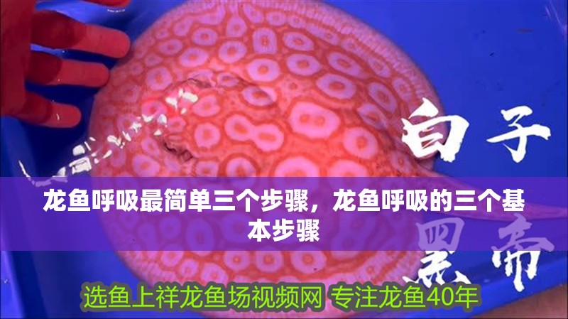 龍魚呼吸最簡單三個步驟，龍魚呼吸的三個基本步驟