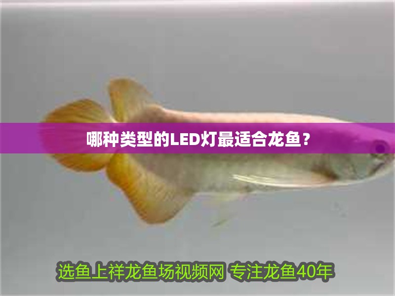 哪種類型的LED燈最適合龍魚？