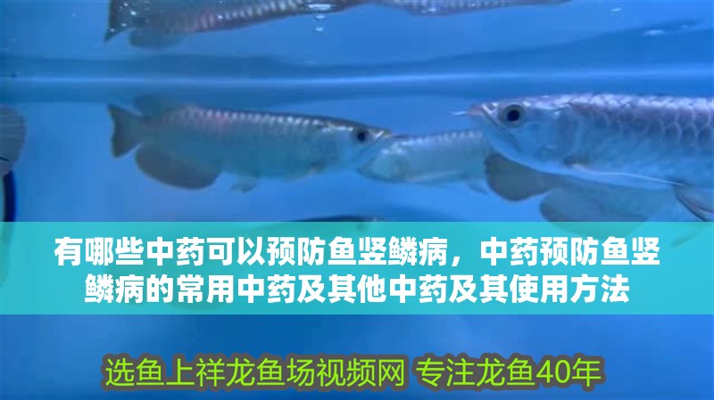 有哪些中藥可以預防魚豎鱗病，中藥預防魚豎鱗病的常用中藥及其他中藥及其使用方法