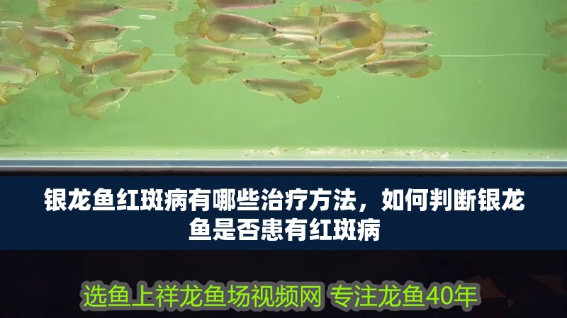 銀龍魚紅斑病有哪些治療方法，如何判斷銀龍魚是否患有紅斑病