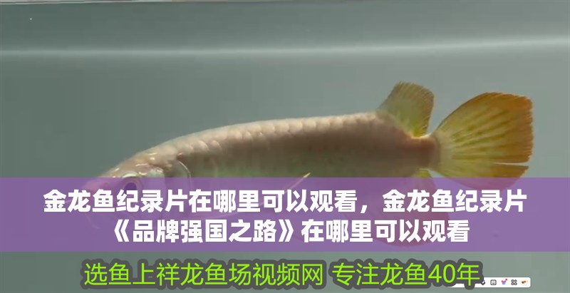 金龍魚紀錄片在哪里可以觀看，金龍魚紀錄片《品牌強國之路》在哪里可以觀看