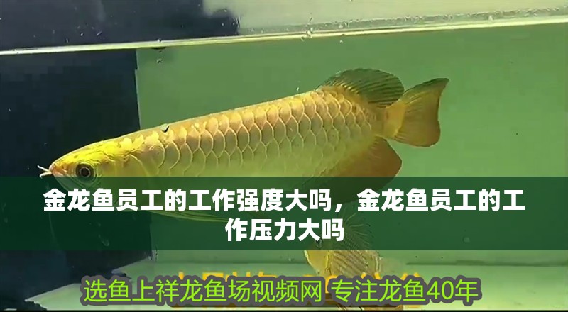 金龍魚員工的工作強度大嗎，金龍魚員工的工作壓力大嗎