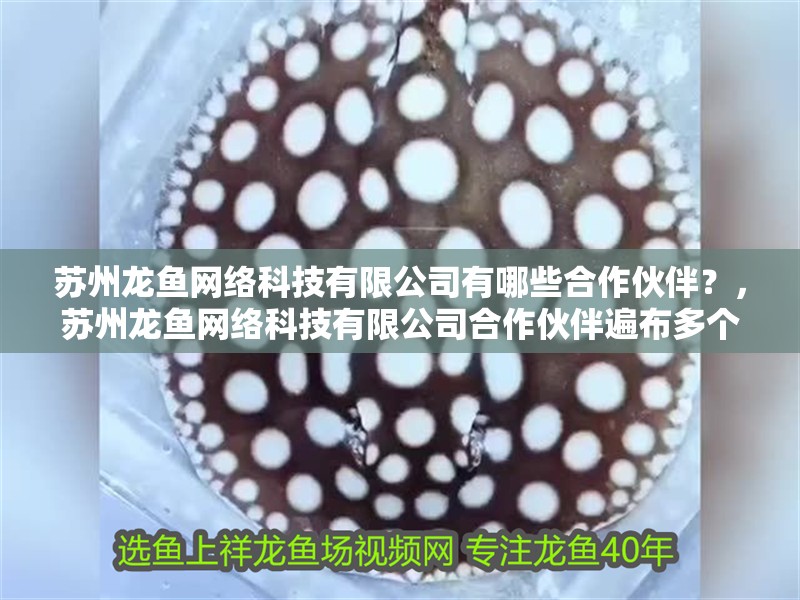 蘇州龍魚網絡科技有限公司有哪些合作伙伴？，蘇州龍魚網絡科技有限公司合作伙伴遍布多個領域