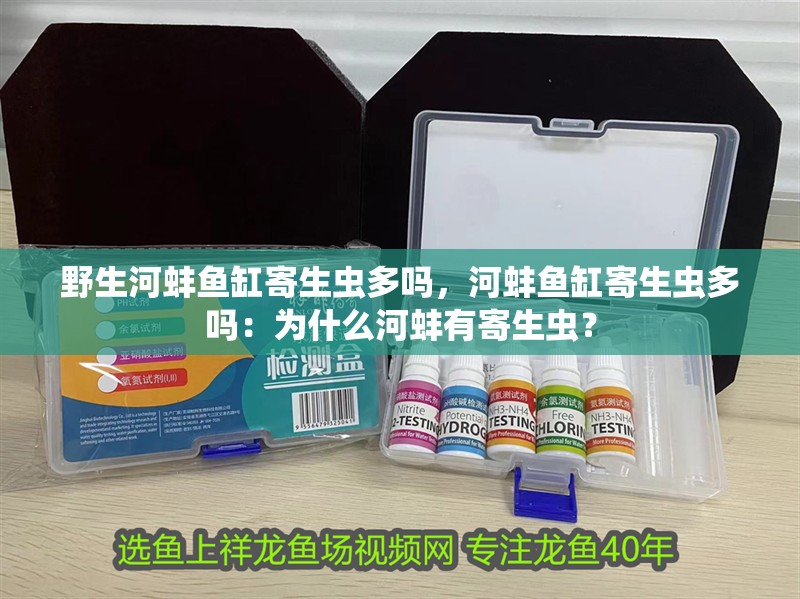 野生河蚌魚缸寄生蟲多嗎，河蚌魚缸寄生蟲多嗎：為什么河蚌有寄生蟲？ 野生河蚌魚缸寄生蟲多嗎，河蚌魚缸寄生蟲多嗎：為什么河蚌有寄生蟲？ 魚缸百科