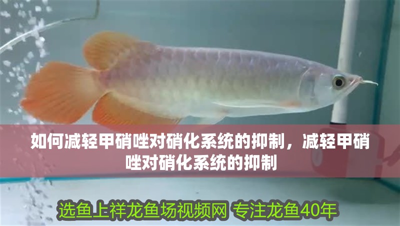 如何減輕甲硝唑對硝化系統(tǒng)的抑制，減輕甲硝唑對硝化系統(tǒng)的抑制