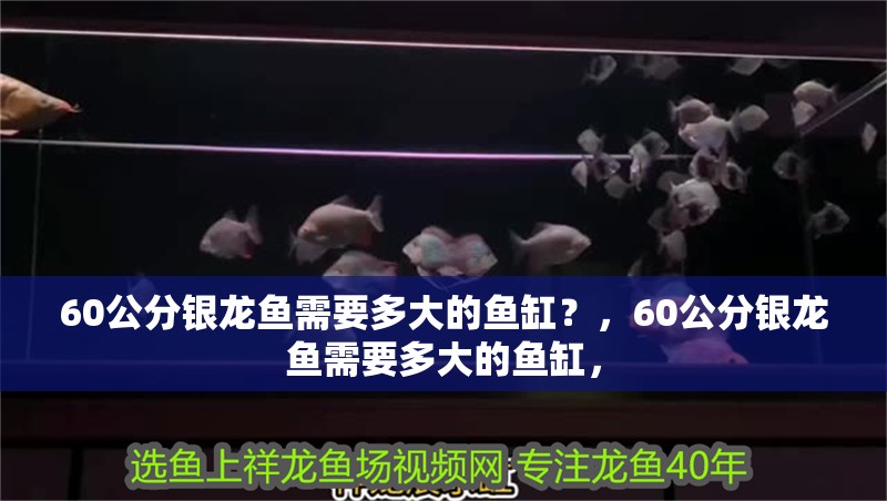 60公分銀龍魚需要多大的魚缸？，60公分銀龍魚需要多大的魚缸，