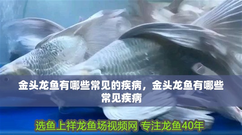 金頭龍魚有哪些常見的疾病，金頭龍魚有哪些常見疾病