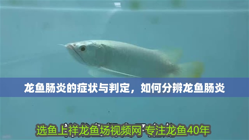 龍魚腸炎的癥狀與判定，如何分辨龍魚腸炎