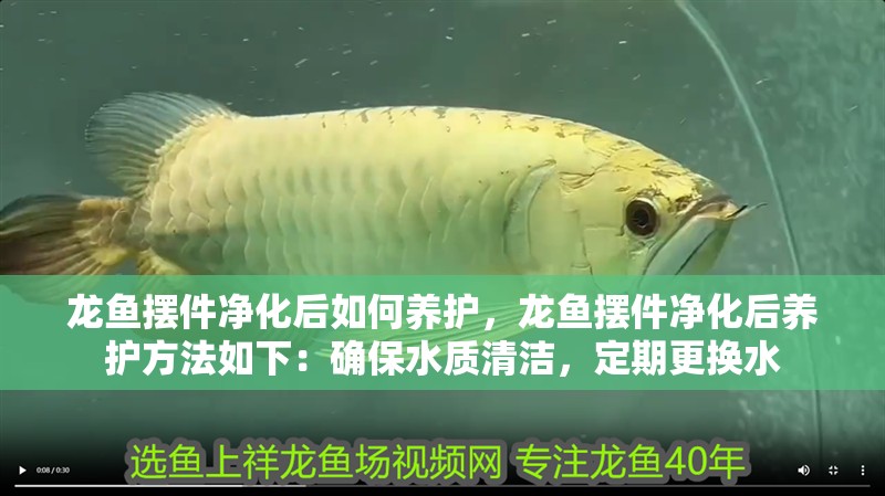 龍魚擺件凈化后如何養護，龍魚擺件凈化后養護方法如下：確保水質清潔，定期更換水