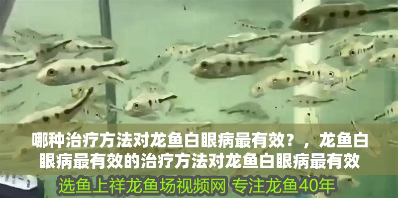 哪種治療方法對龍魚白眼病最有效？，龍魚白眼病最有效的治療方法對龍魚白眼病最有效