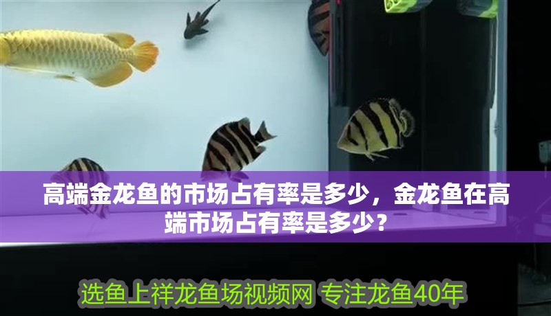 高端金龍魚的市場占有率是多少，金龍魚在高端市場占有率是多少？