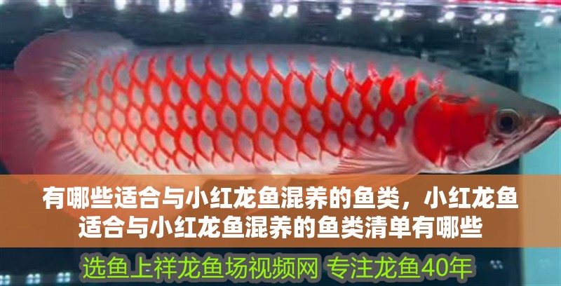 有哪些適合與小紅龍魚混養的魚類，小紅龍魚適合與小紅龍魚混養的魚類清單有哪些