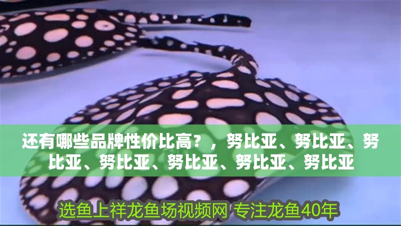 還有哪些品牌性價比高？，努比亞、努比亞、努比亞、努比亞、努比亞、努比亞、努比亞