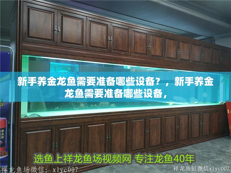 新手養金龍魚需要準備哪些設備？，新手養金龍魚需要準備哪些設備，