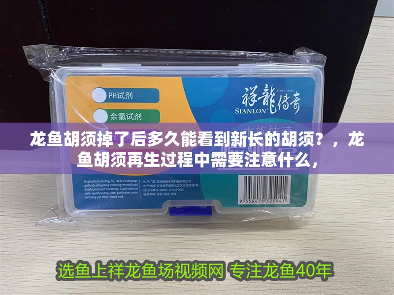 龍魚胡須掉了后多久能看到新長的胡須？，龍魚胡須再生過程中需要注意什么，