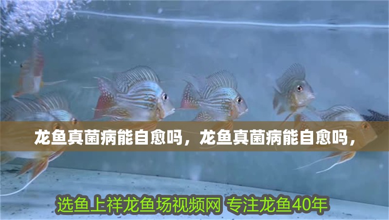 龍魚真菌病能自愈嗎，龍魚真菌病能自愈嗎，