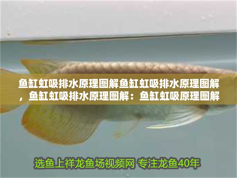 魚缸虹吸排水原理圖解魚缸虹吸排水原理圖解，魚缸虹吸排水原理圖解：魚缸虹吸原理圖解