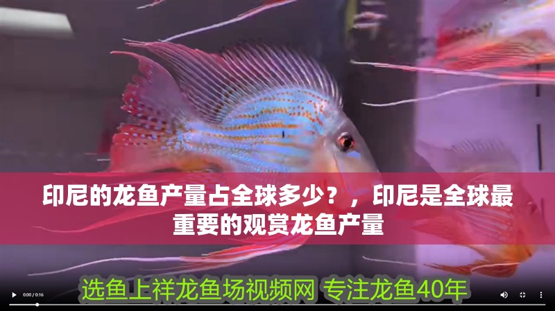 印尼的龍魚產量占全球多少？，印尼是全球最重要的觀賞龍魚產量