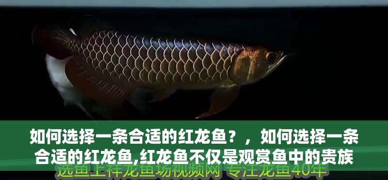 如何選擇一條合適的紅龍魚？，如何選擇一條合適的紅龍魚,紅龍魚不僅是觀賞魚中的貴族
