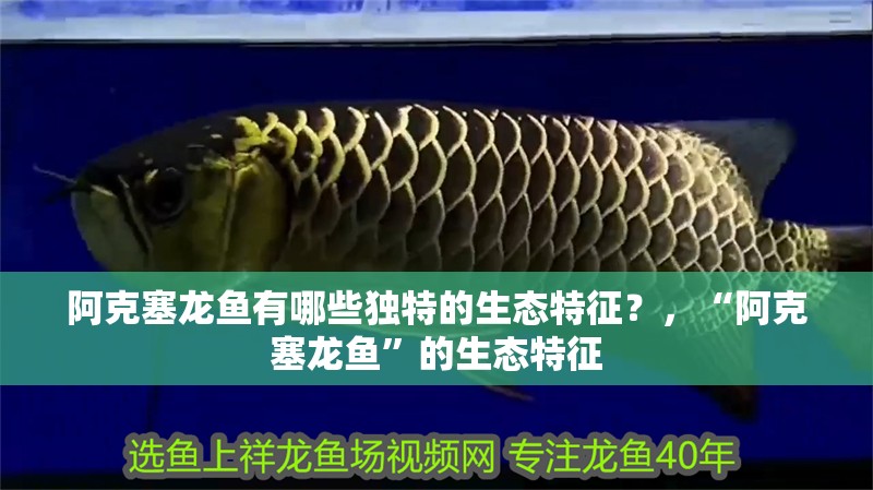 阿克塞龍魚有哪些獨特的生態特征？，“阿克塞龍魚”的生態特征