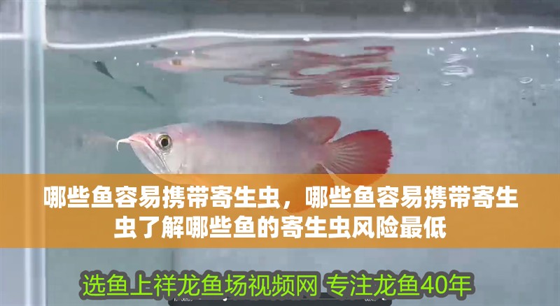 哪些魚容易攜帶寄生蟲，哪些魚容易攜帶寄生蟲了解哪些魚的寄生蟲風險最低
