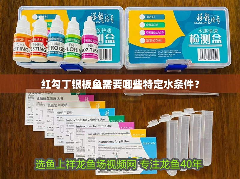 紅勾丁銀板魚需要哪些特定水條件？