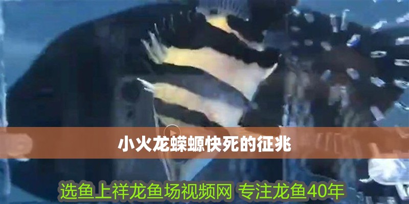小火龍蠑螈快死的征兆