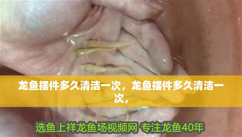 龍魚擺件多久清潔一次，龍魚擺件多久清潔一次，