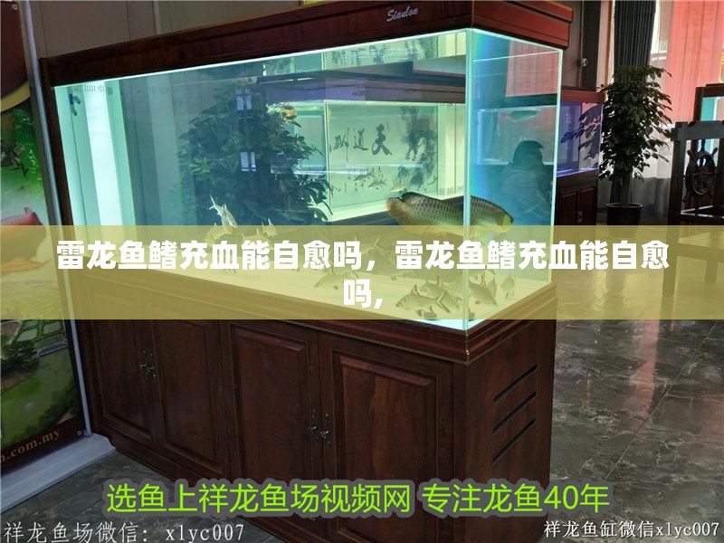 雷龍魚鰭充血能自愈嗎，雷龍魚鰭充血能自愈嗎,