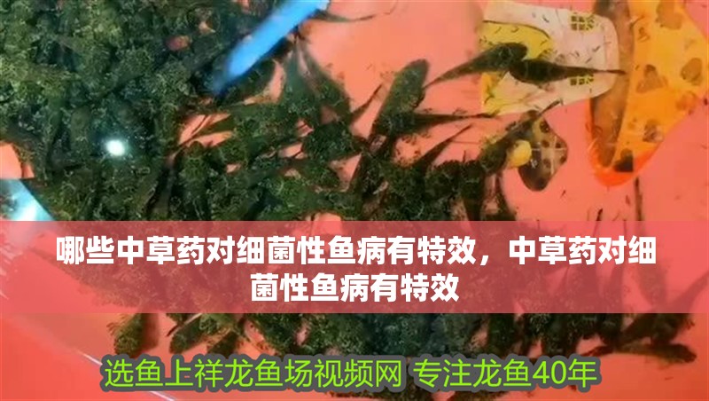 哪些中草藥對細菌性魚病有特效，中草藥對細菌性魚病有特效