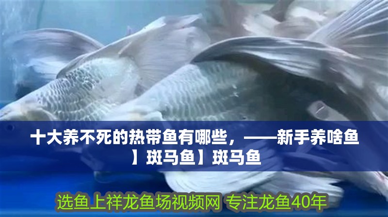 十大養不死的熱帶魚有哪些，——新手養啥魚】斑馬魚】斑馬魚