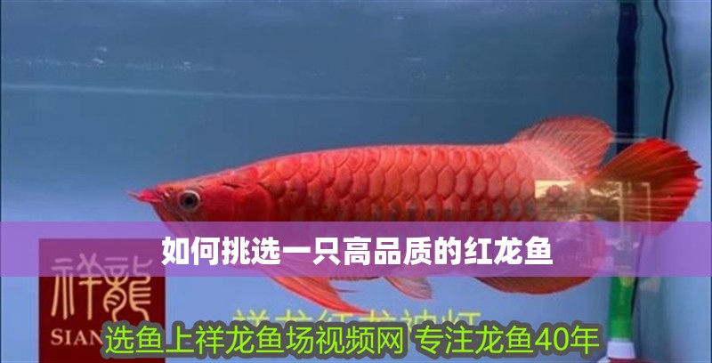 如何挑選一只高品質的紅龍魚