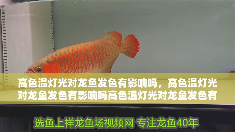 高色溫燈光對龍魚發(fā)色有影響嗎，高色溫燈光對龍魚發(fā)色有影響嗎高色溫燈光對龍魚發(fā)色有影響嗎
