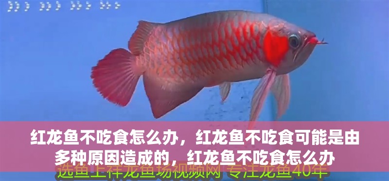 紅龍魚不吃食怎么辦，紅龍魚不吃食可能是由多種原因造成的，紅龍魚不吃食怎么辦