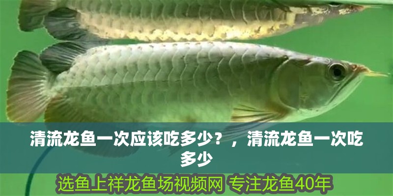 清流龍魚一次應該吃多少？，清流龍魚一次吃多少