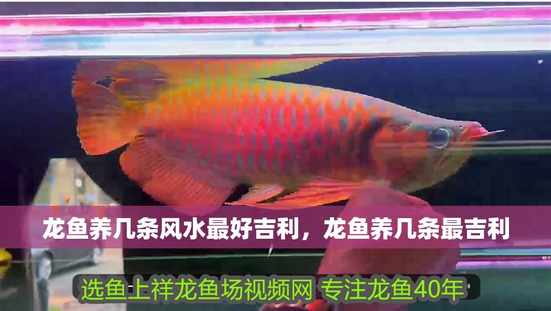 龍魚養幾條風水最好吉利，龍魚養幾條最吉利