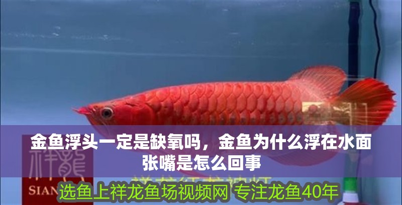 金魚浮頭一定是缺氧嗎，金魚為什么浮在水面張嘴是怎么回事