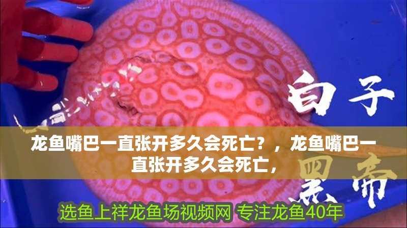 龍魚嘴巴一直張開多久會死亡？，龍魚嘴巴一直張開多久會死亡，