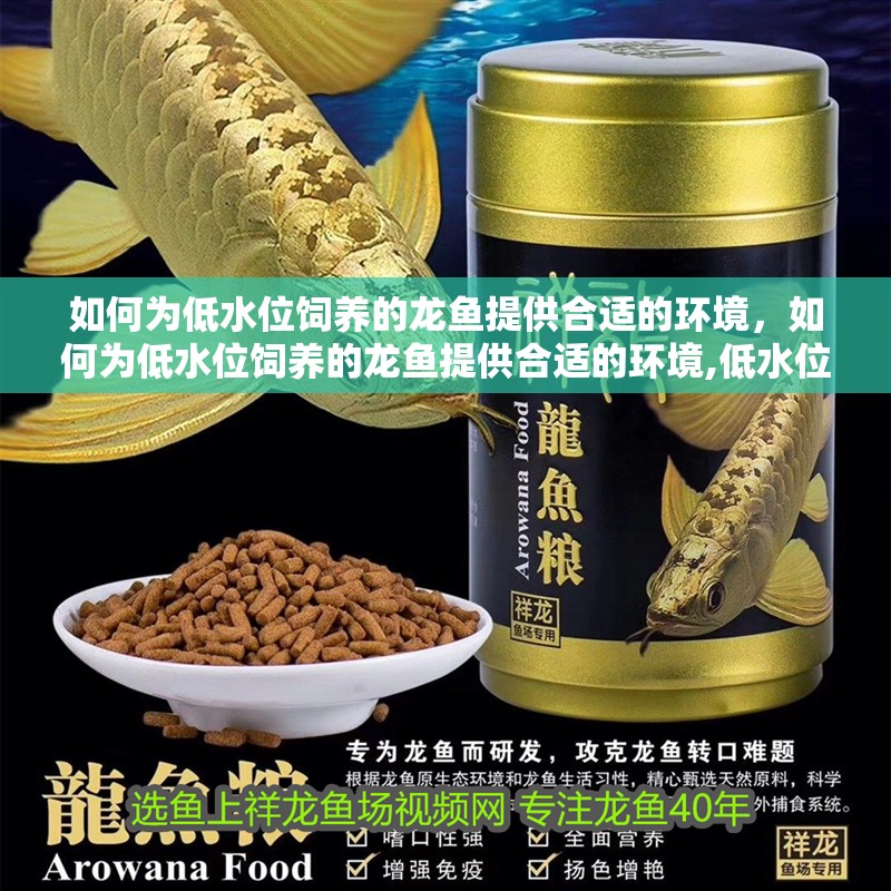 如何為低水位飼養的龍魚提供合適的環境，如何為低水位飼養的龍魚提供合適的環境,低水位飼養的環境
