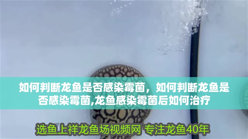 如何判斷龍魚是否感染霉菌，如何判斷龍魚是否感染霉菌,龍魚感染霉菌后如何治療