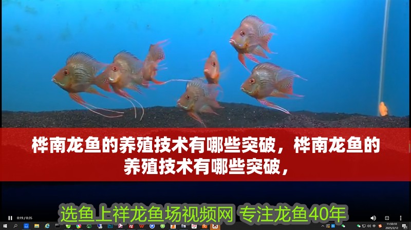樺南龍魚的養(yǎng)殖技術(shù)有哪些突破，樺南龍魚的養(yǎng)殖技術(shù)有哪些突破，