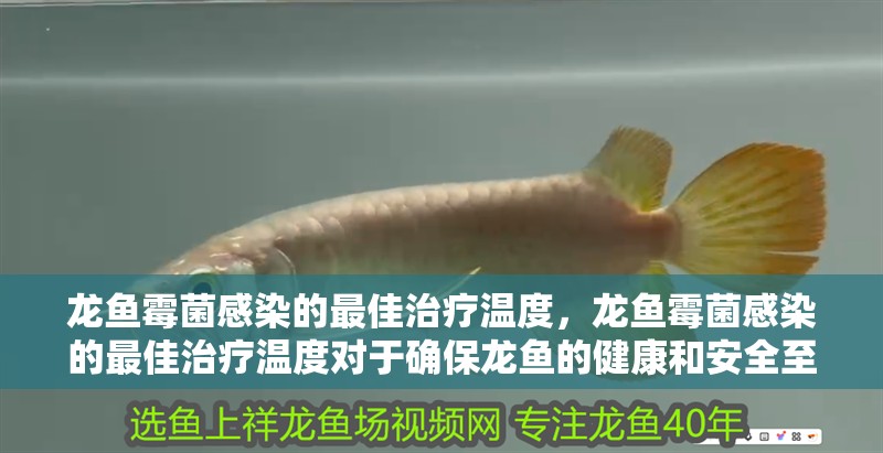 龍魚霉菌感染的最佳治療溫度，龍魚霉菌感染的最佳治療溫度對(duì)于確保龍魚的健康和安全至關(guān)重要